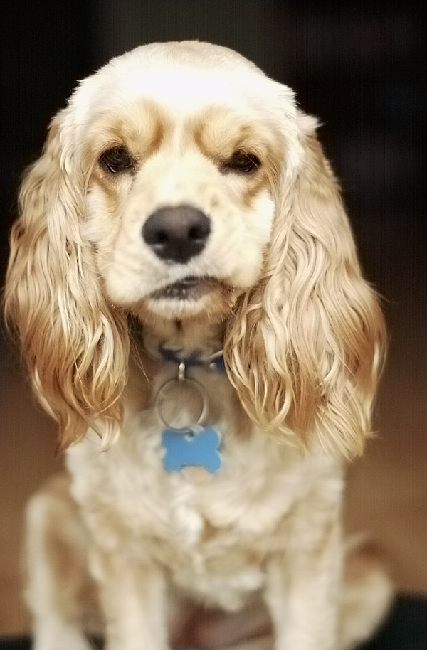 Ginger