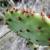 Cactus at Sunday Canyon